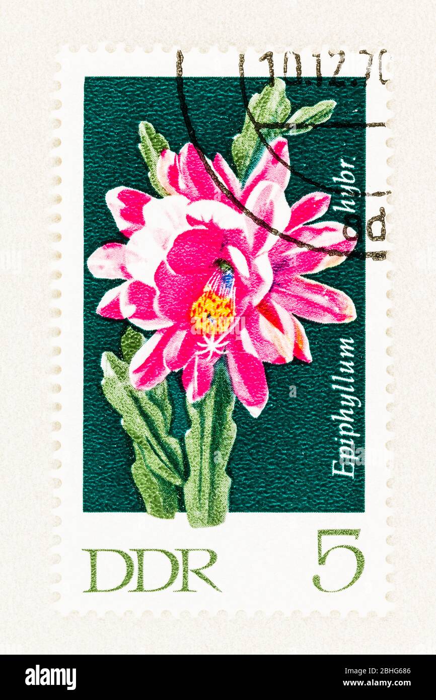 SEATTLE WASHINGTON - April 25, 2020: 1970 East Germany postage stamp featuring hybrid Sheet Cactus in flower.  Scott # 1251 Stock Photo
