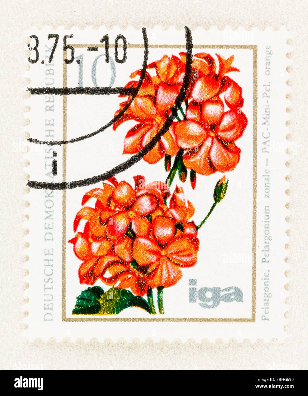 SEATTLE WASHINGTON - April 25, 2020: 1975 East Germany postage stamp featuring Geranium  in bloom. Scott # 1671 Stock Photo