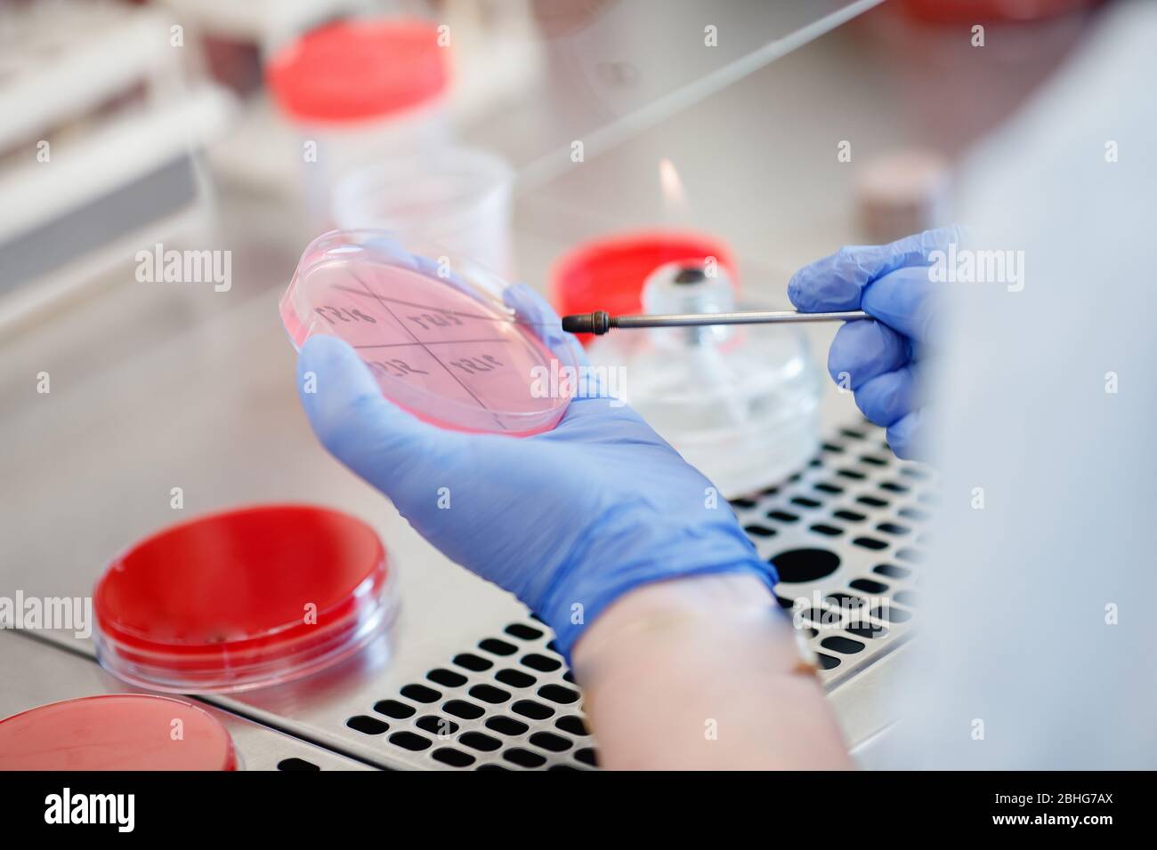 Microbiology hand medical working on agar plate culture bacteria and