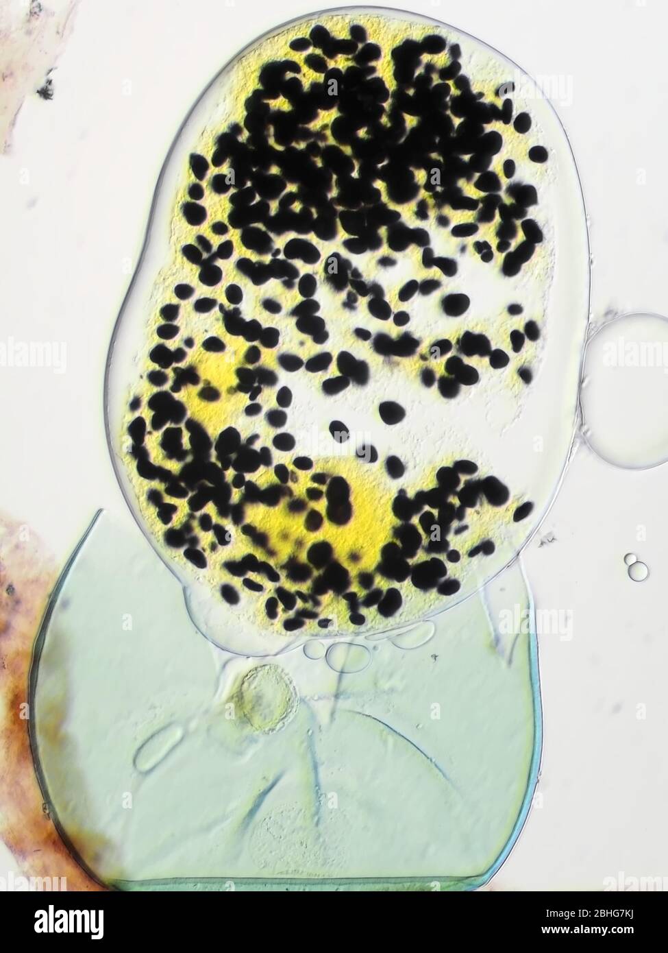 Unidentified relatively large burst spore or pollen particle under the microscope, vertical field of view is about 0.24mm Stock Photo