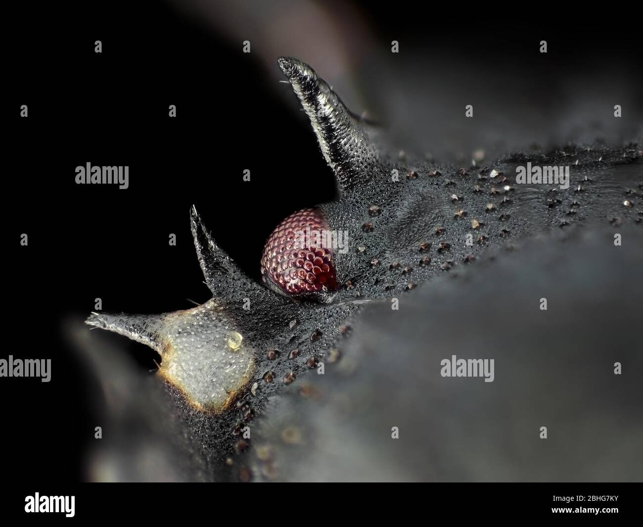 Extreme macro photo (under the microscope, using 10x microscope