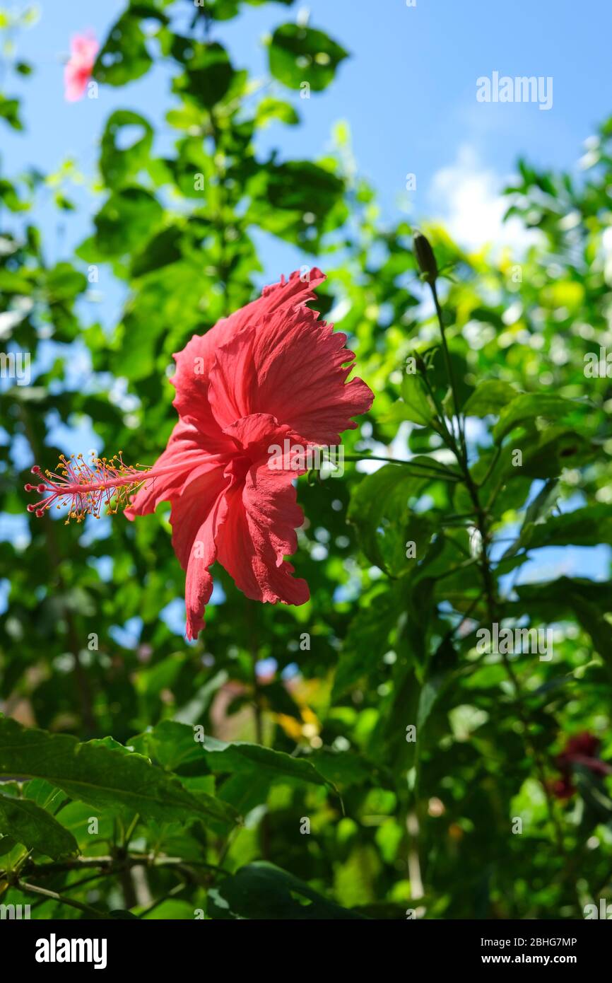 Red Hibiscus, Hibiscus rosa-sinensis, flower Stock Photo