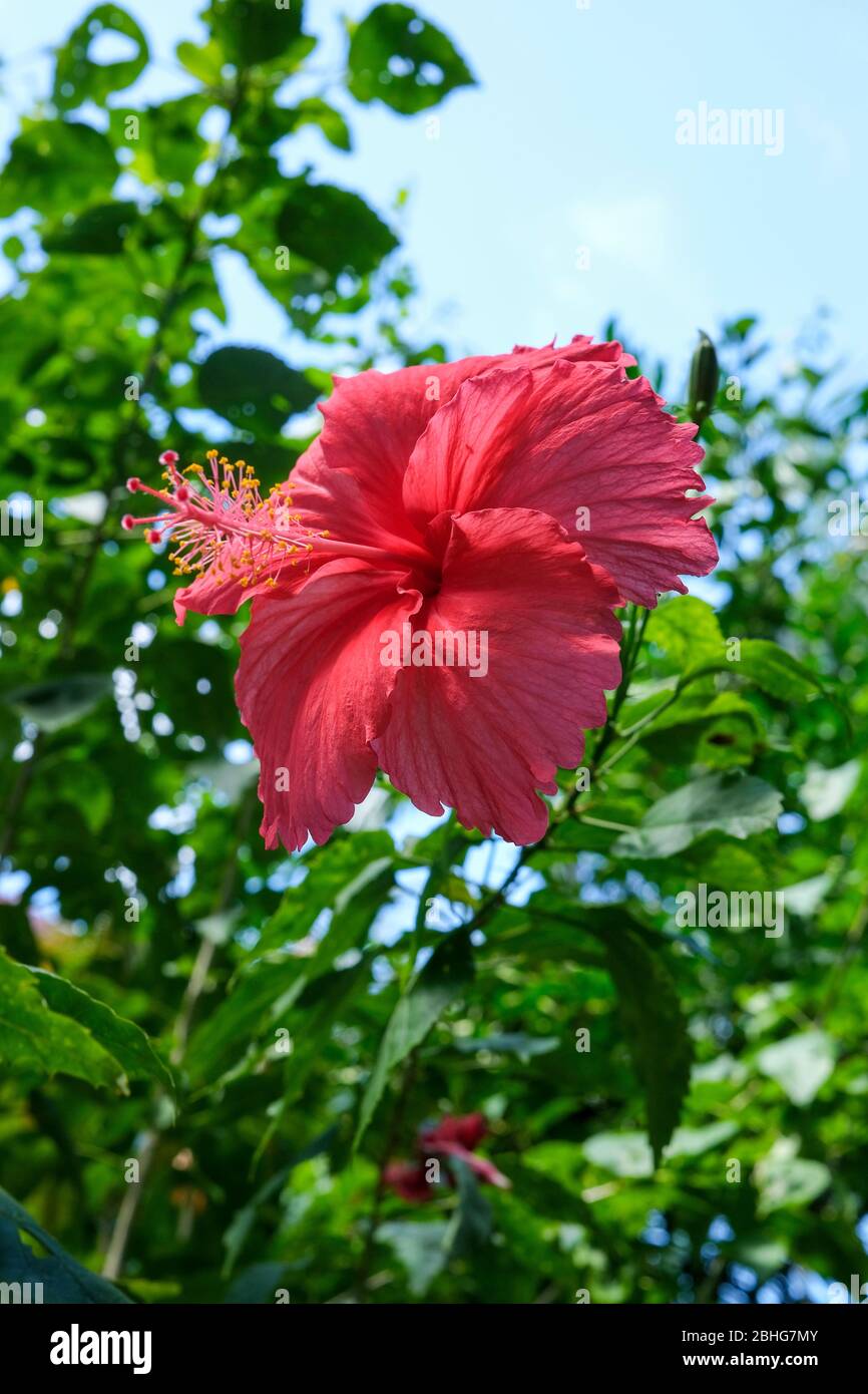 Hardy hibiscus hires stock photography and images Alamy