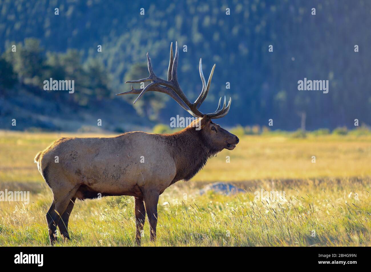 Bull elk with large antlers during the autumn rut Stock Photo Alamy