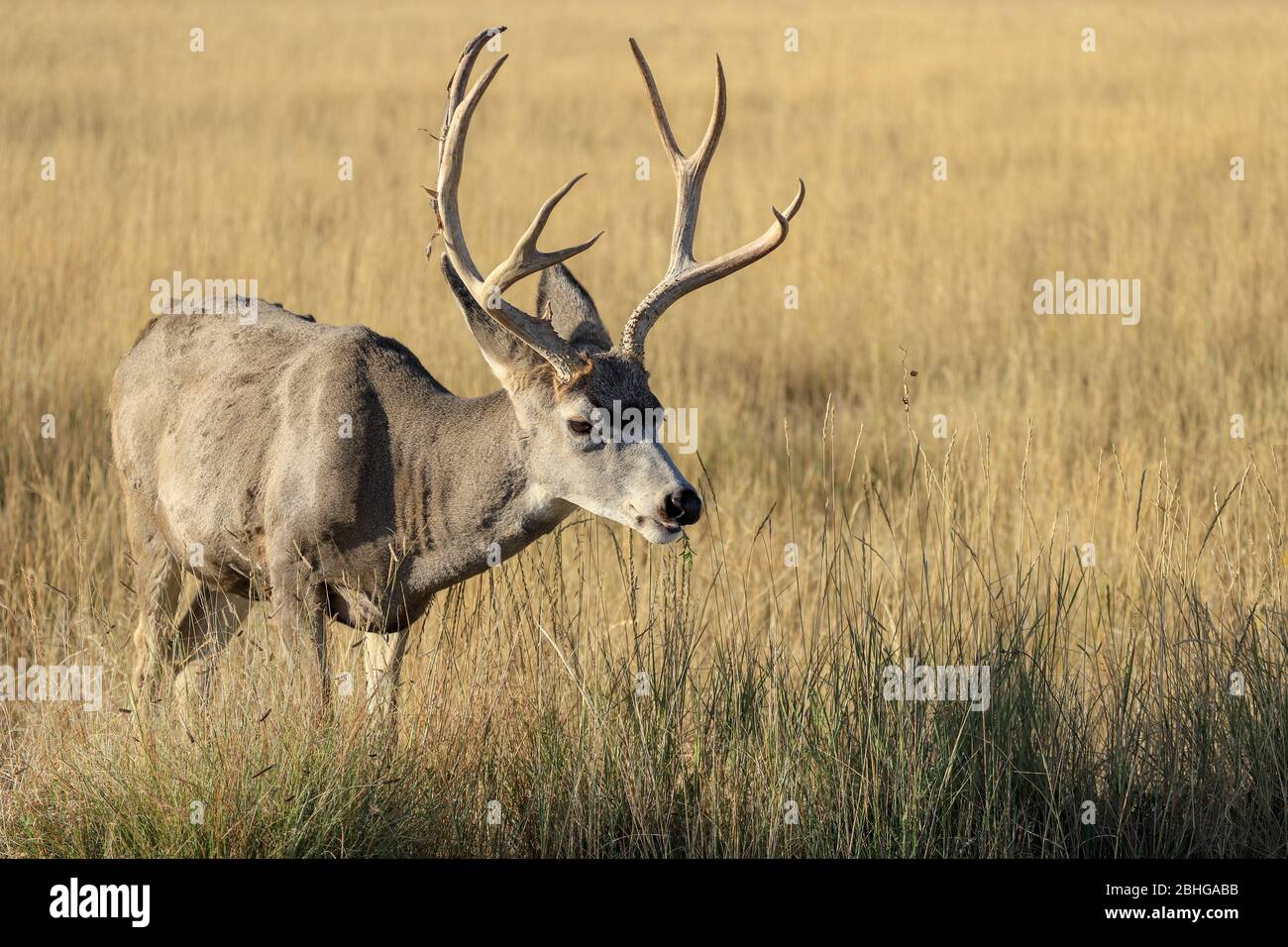 Mule Deer buck portrait Stock Photo
