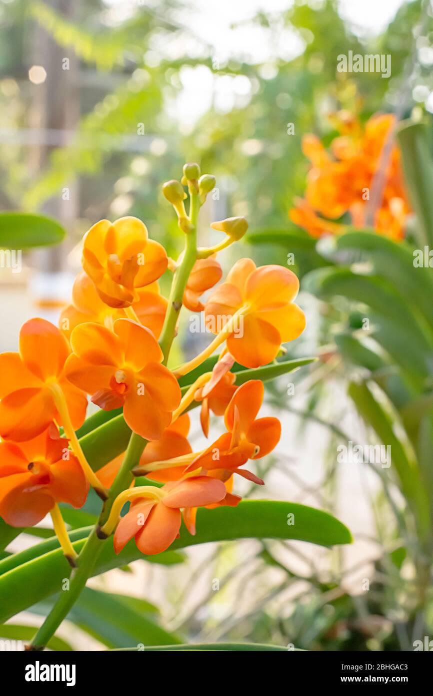 Beautiful Orange Orchid Background blurred leaves in the garden. Stock Photo