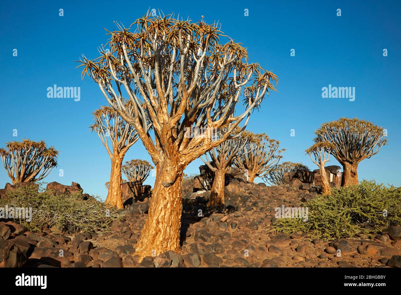 Kokerboom or Quiver Trees (Aloidendron dichotomum), Mesosaurus Fossil Camp, near Keetmanshoop, Namibia, Africa Stock Photo