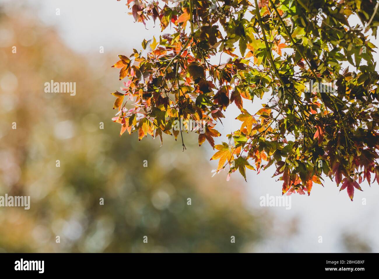 autumn colors on Japanese maple tree with red and orange leaves shot ...