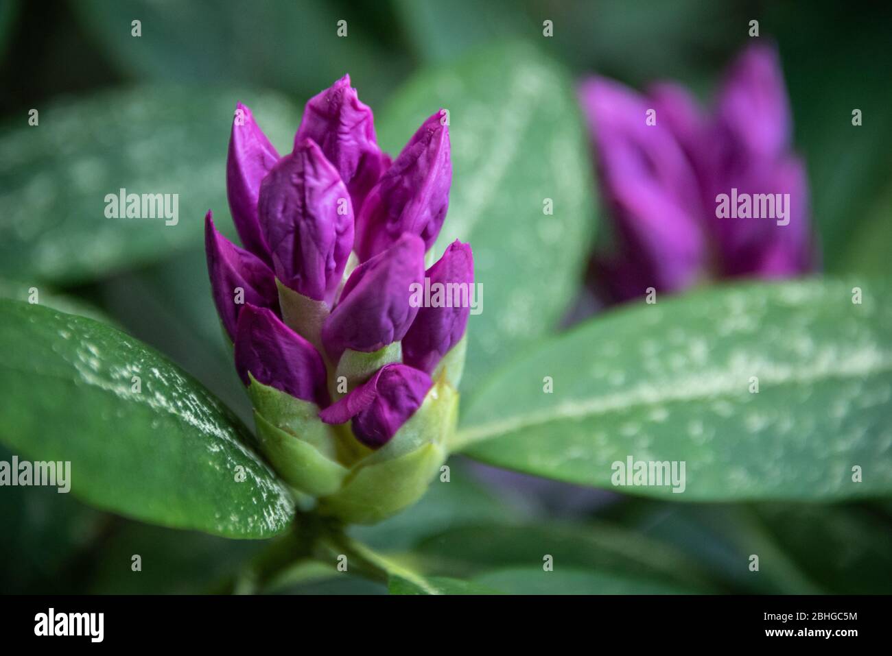 Springtime Rhododendron buds at Stone Mountain Park in Atlanta, Georgia. (USA) Stock Photo