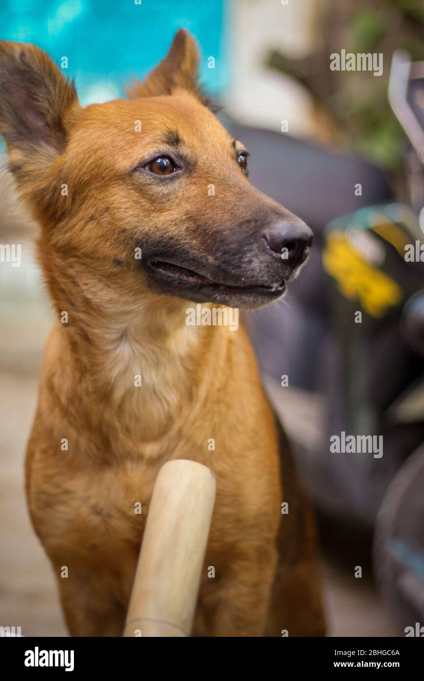 German shepherd with outlet no hair