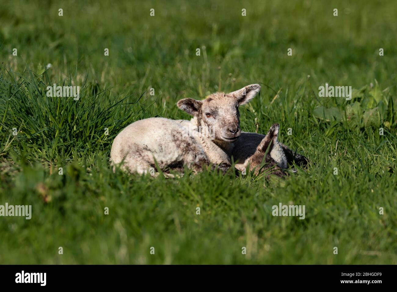 baby lamb sheep in a field Stock Photo Alamy