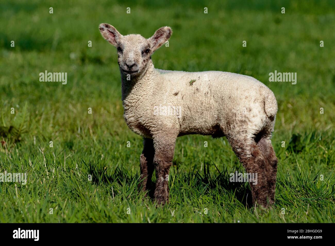 baby lamb sheep in a field Stock Photo Alamy