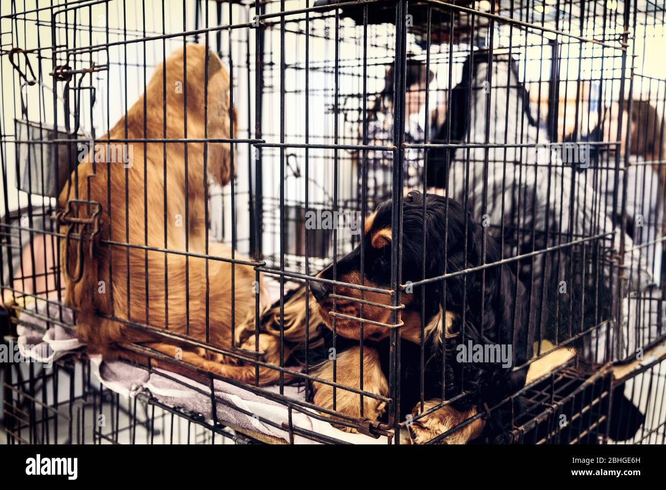 captivity dogs caged abandoned background Stock Photo