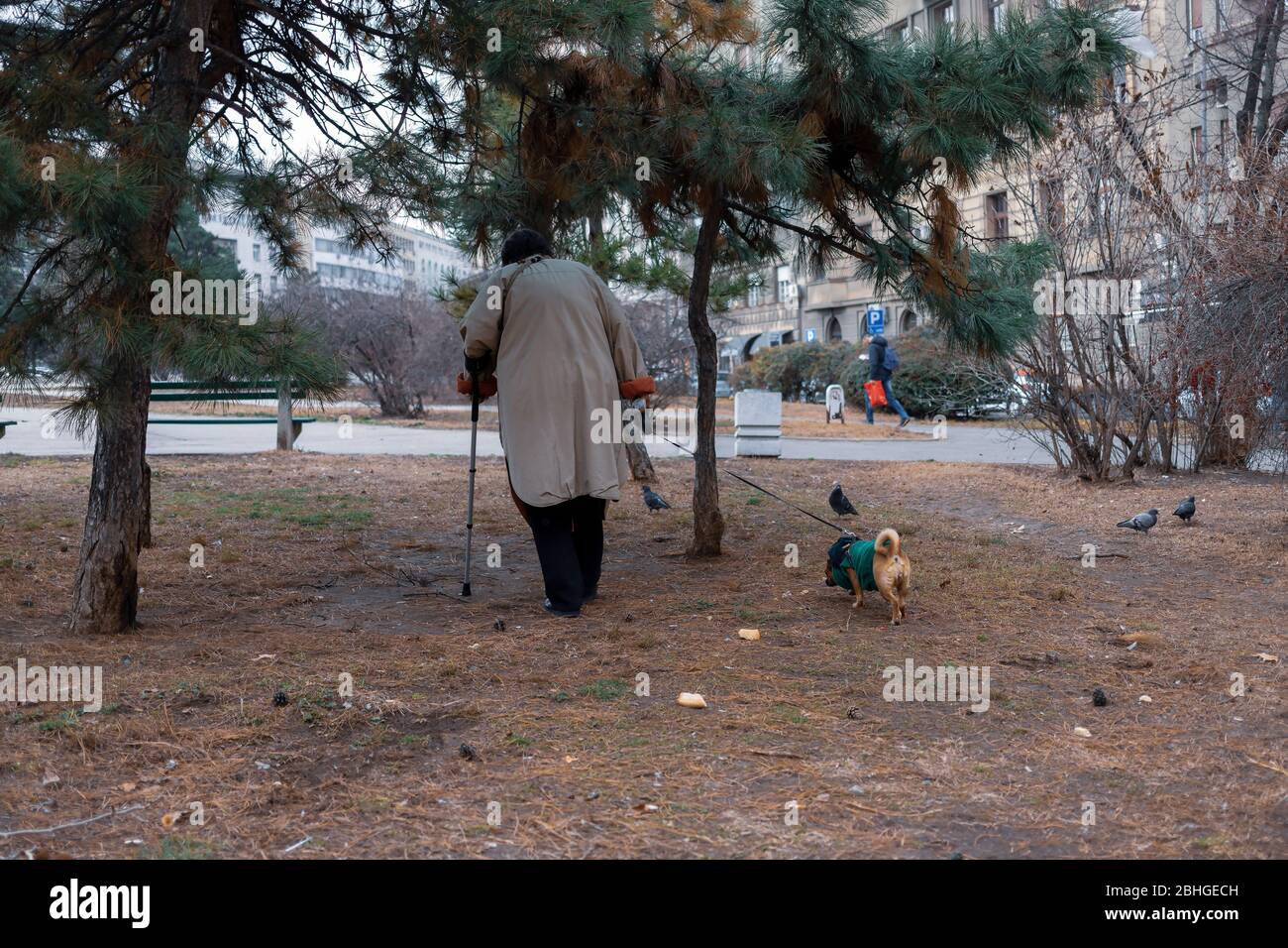 Old lady walking dog hi-res stock photography and images - Alamy
