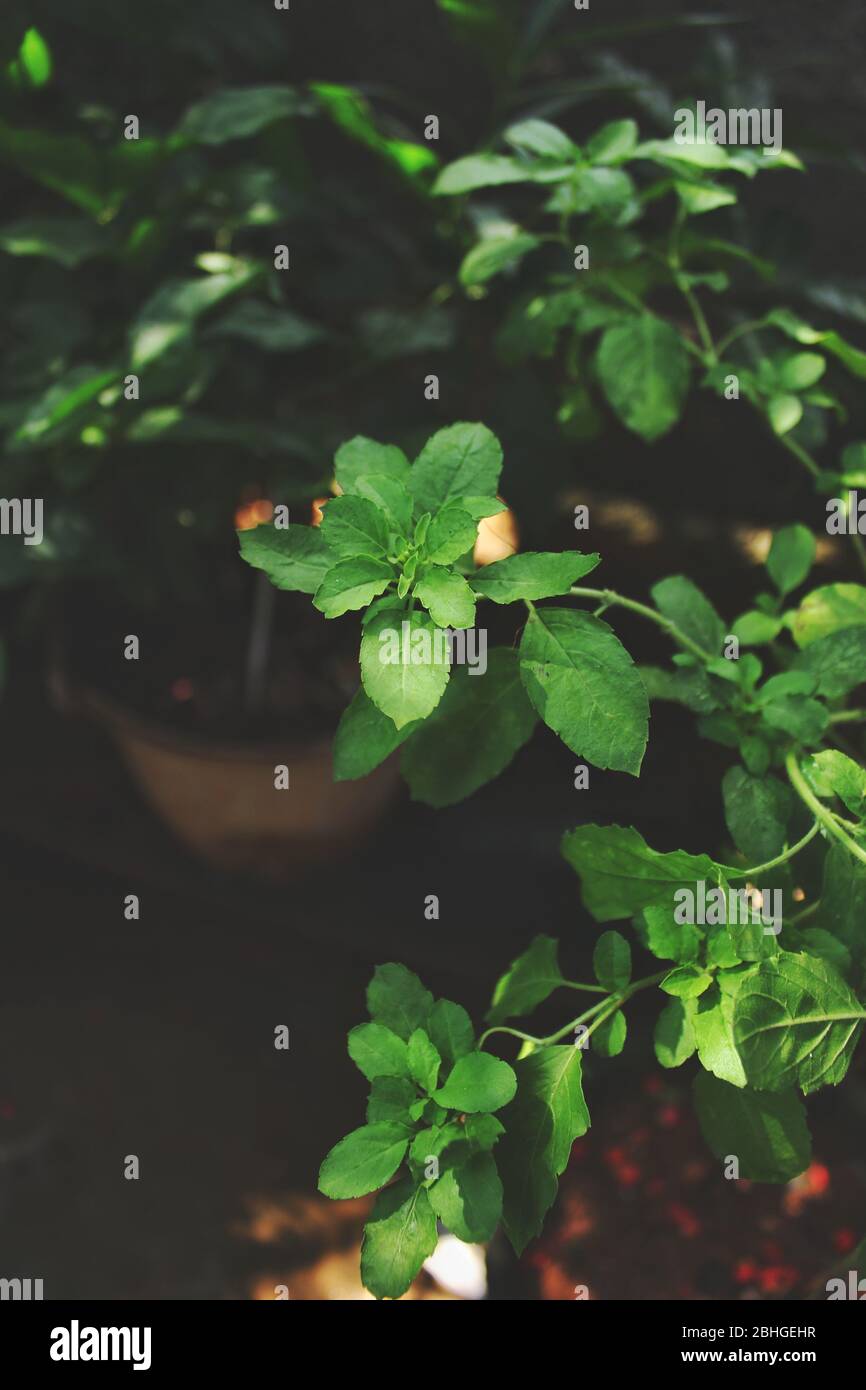 Holy Basil plant or tulsi on low angel.Scientific name Ocimum