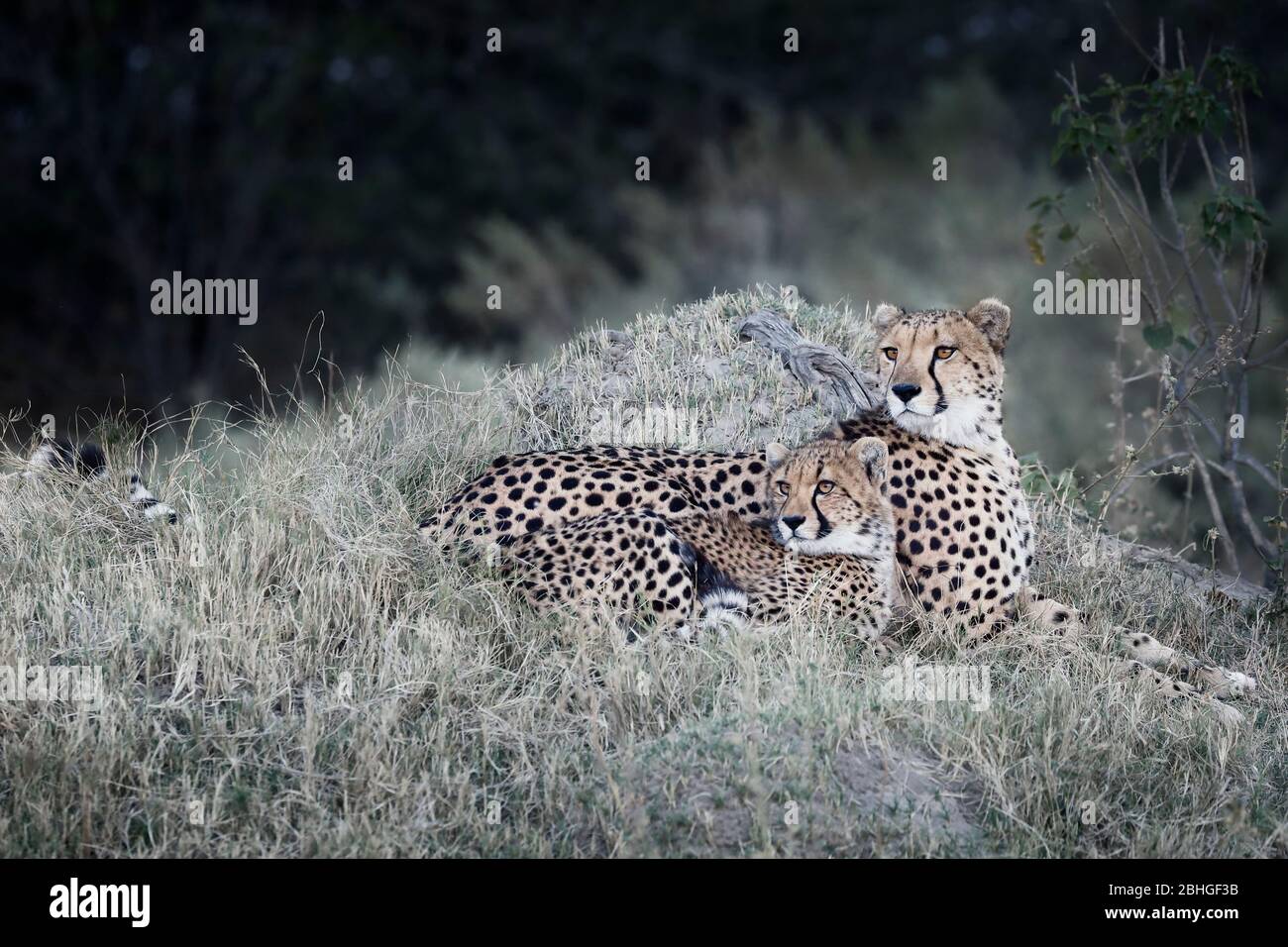 Wild Cheetah mother with cute small Cub, Acinonyx jubatus, Okavangodelta, Botswana, Southern Africa Stock Photo
