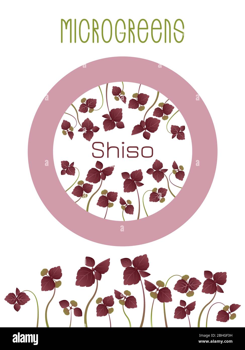 Microgreens Shiso, Perilla. Glebionis coronaria, garland chrysanthemum, chop suey green, crown