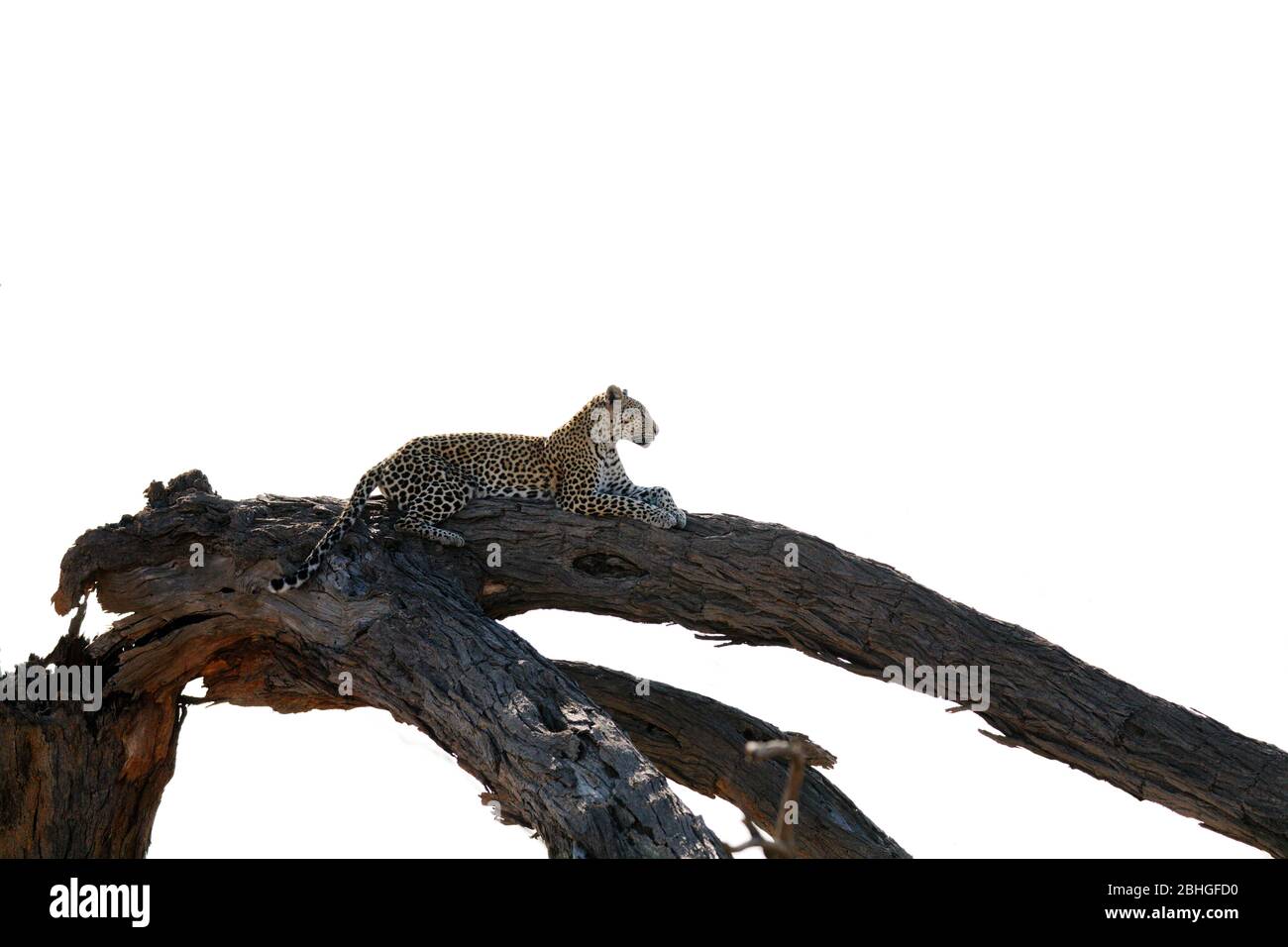 A beautiful leopard resting on a bigger branch in a perfect pose, Chobe Nationalpark - Botswana. Stock Photo