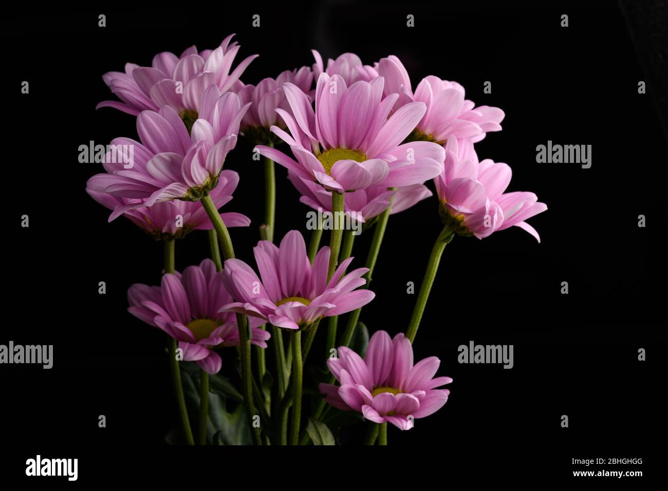 Bouquet of Pink Daisy flowers isolated on a black background Stock ...
