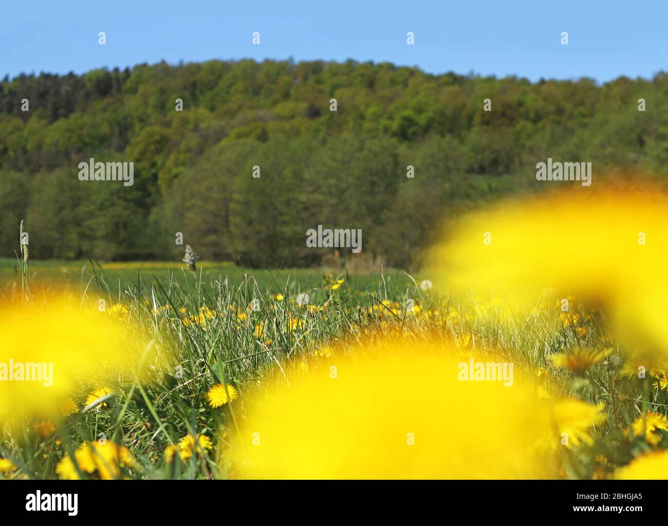 close-up of a springtime meadow with yellow blooming dandelions, woodland and clear blue sky in the back Stock Photo