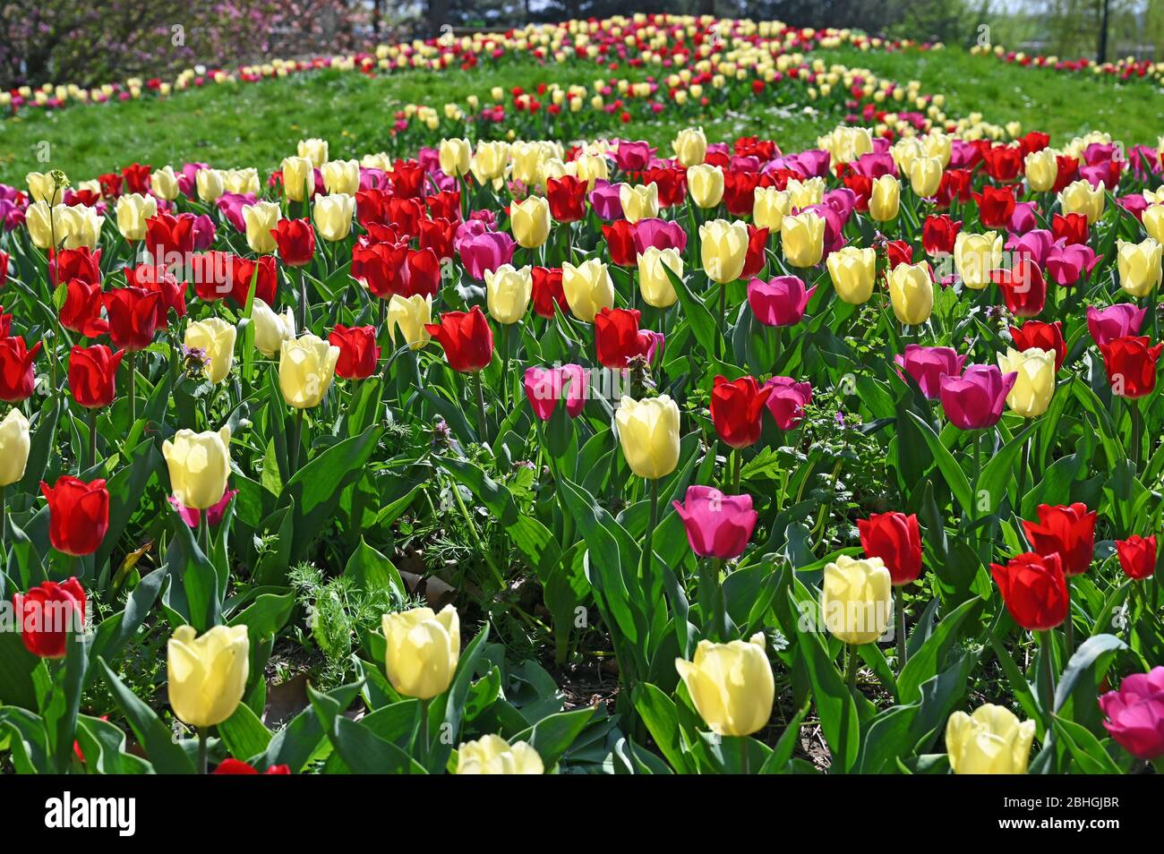 Tulips flower in Kurpark Oberlaa Vienna spring season Stock Photo Alamy