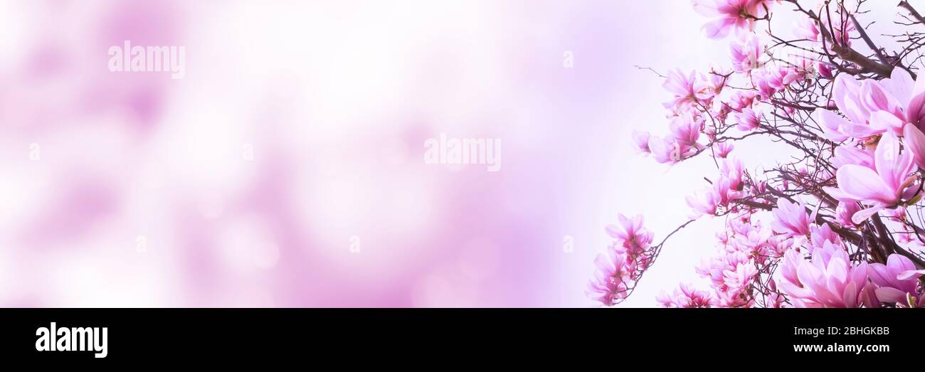 blooming pink magnolia tree on blurred abstract background Stock Photo ...