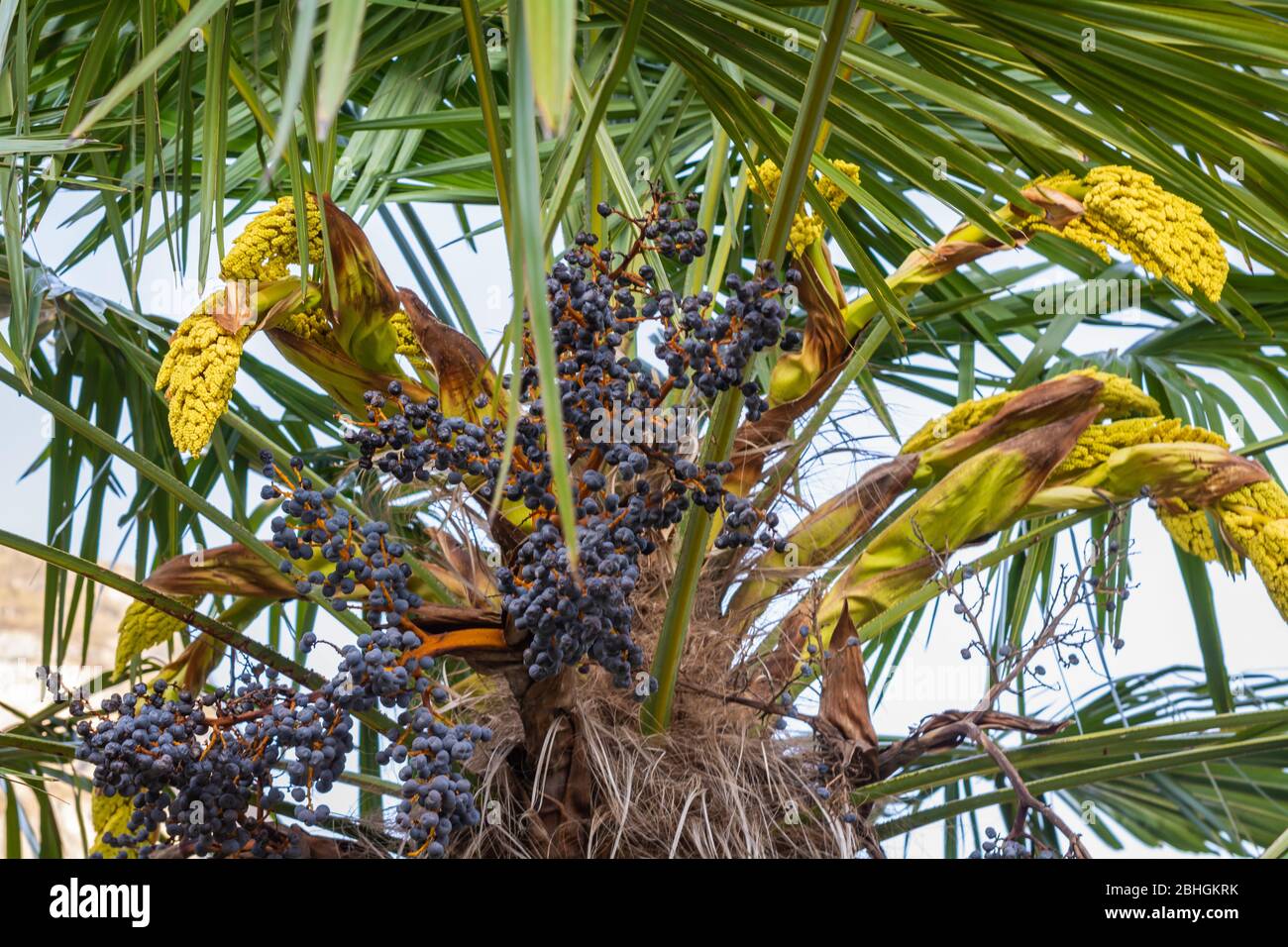 Chinese hemp palm (Trachycarpus fortunei, Trachycarpus excelsa),  with inflorescence Stock Photo