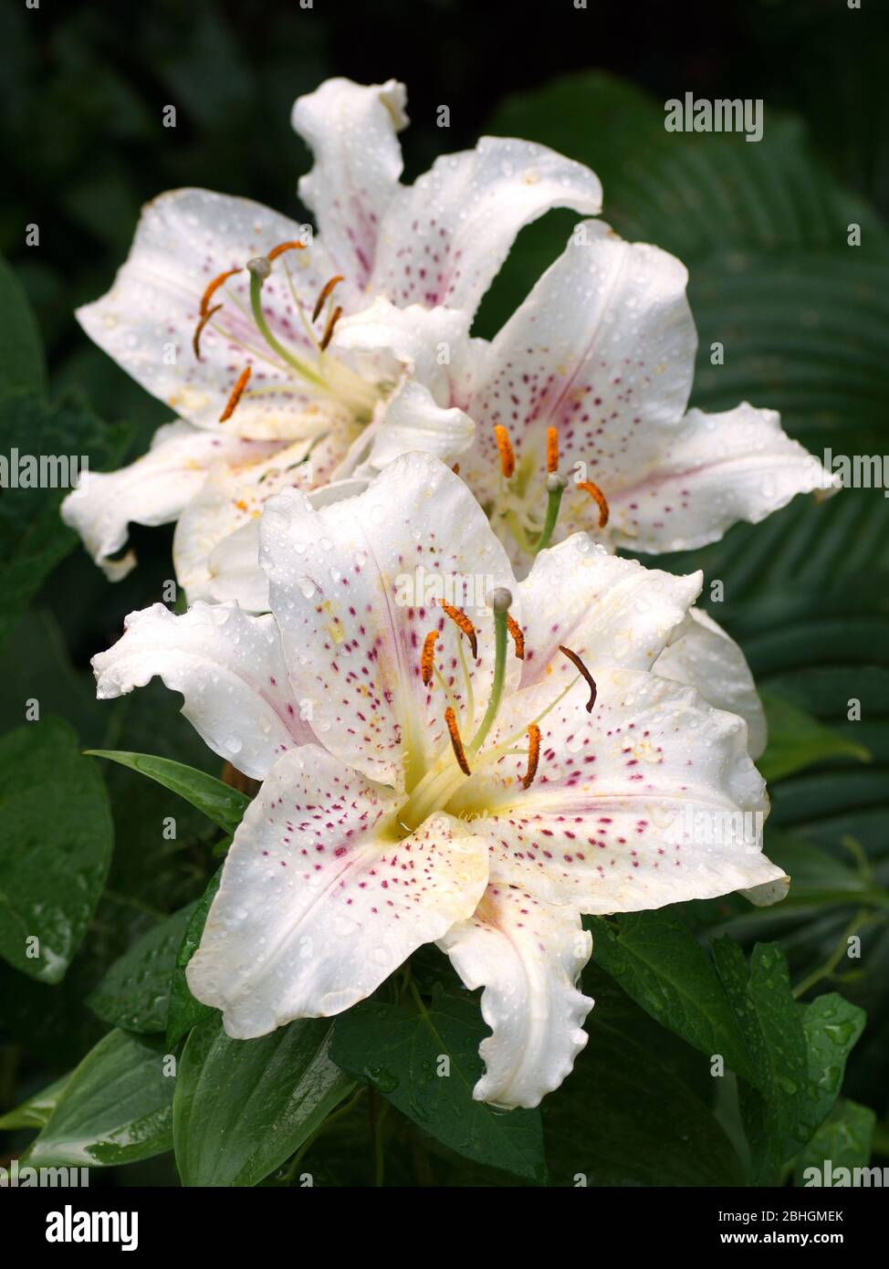 Oriental lily blooms in the garden. Beautiful lily flowers close-up. Stock Photo