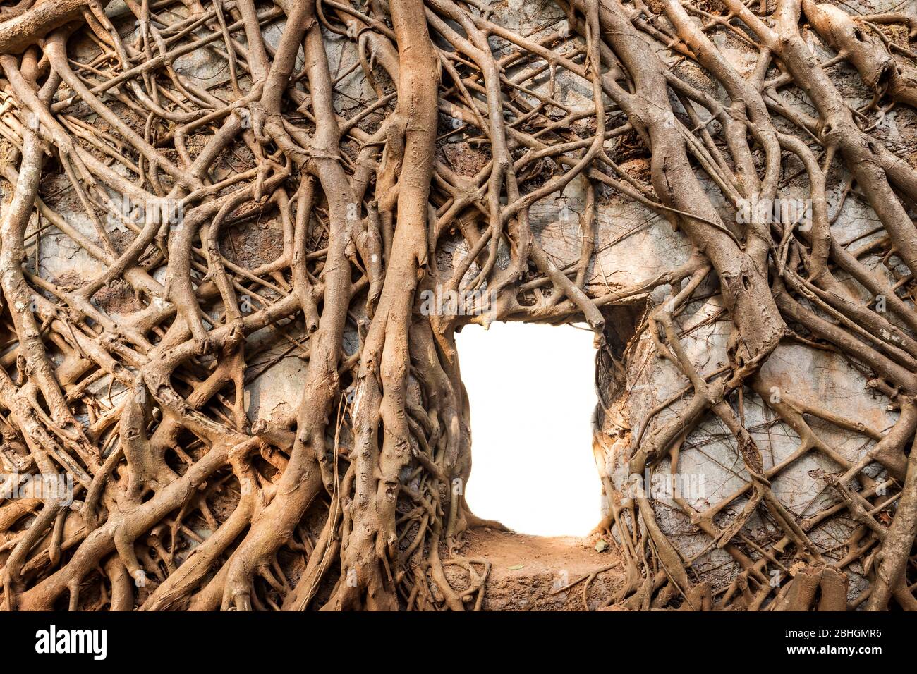 Ancient walls covered by roots close up. Stock Photo