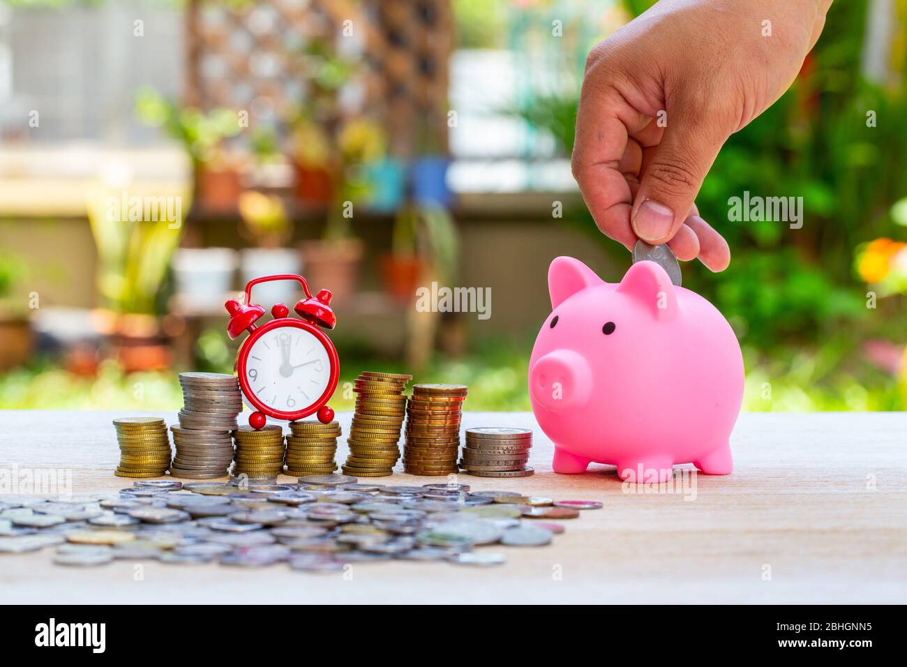 Pig piggy bank and coins and clock on nature blur background. saving money concept. Stock Photo