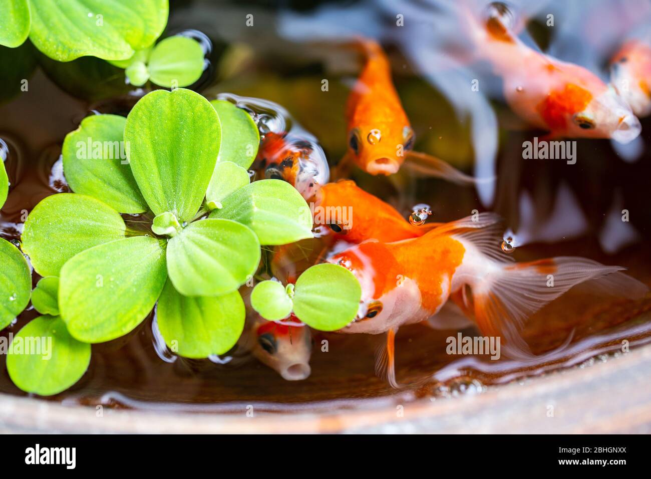 gold fish on small pond on beautiful small garden Stock Photo - Alamy