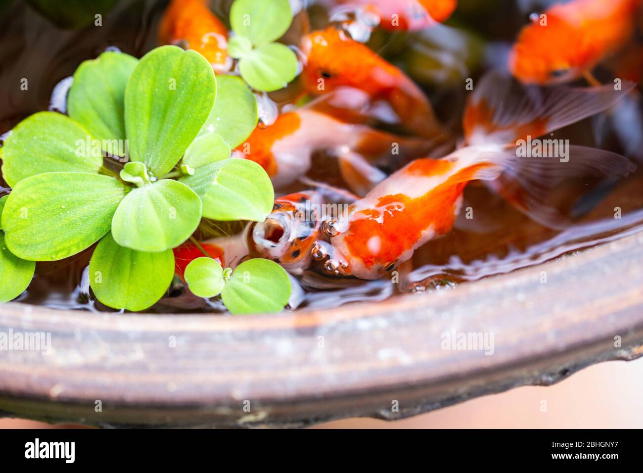gold fish on small pond on beautiful small garden Stock Photo