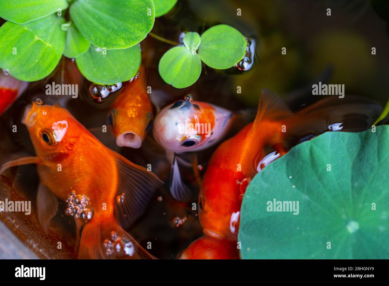 gold fish on small pond on beautiful small garden Stock Photo