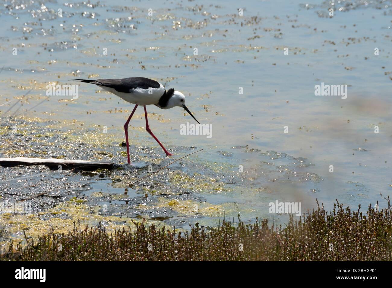 Pied Stilt feeding in shallow water at Pauatahanui Wildlife Reserve, Porirua, Wellington, New Zealand Stock Photo