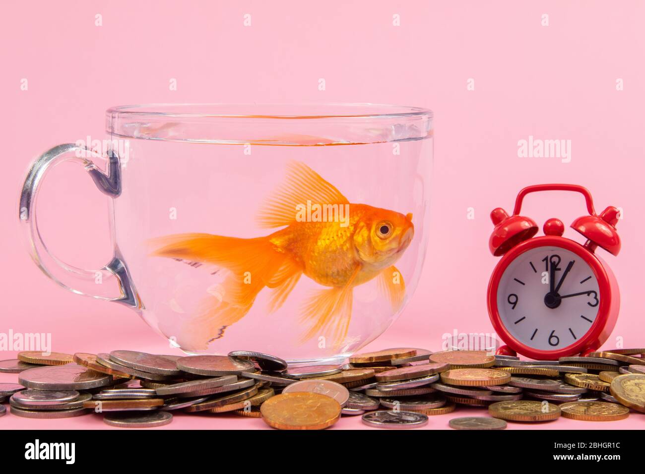 Coin, Red alarm Clock and Gold fish inside a bowl . Time is money