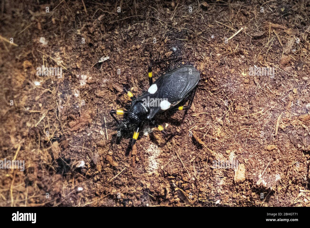 Single Two-spotted assassin bug - latin Platymeris biguttatus