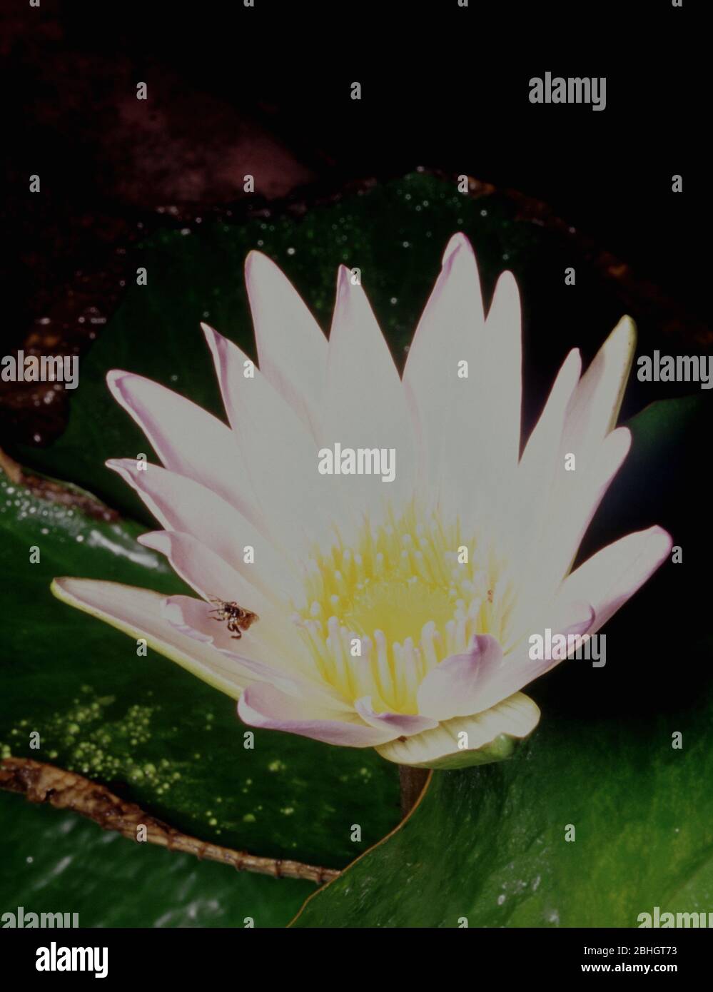 Pollinating Egyptian water lily flower (Nymphaea lotus) by insect (bee) Stock Photo
