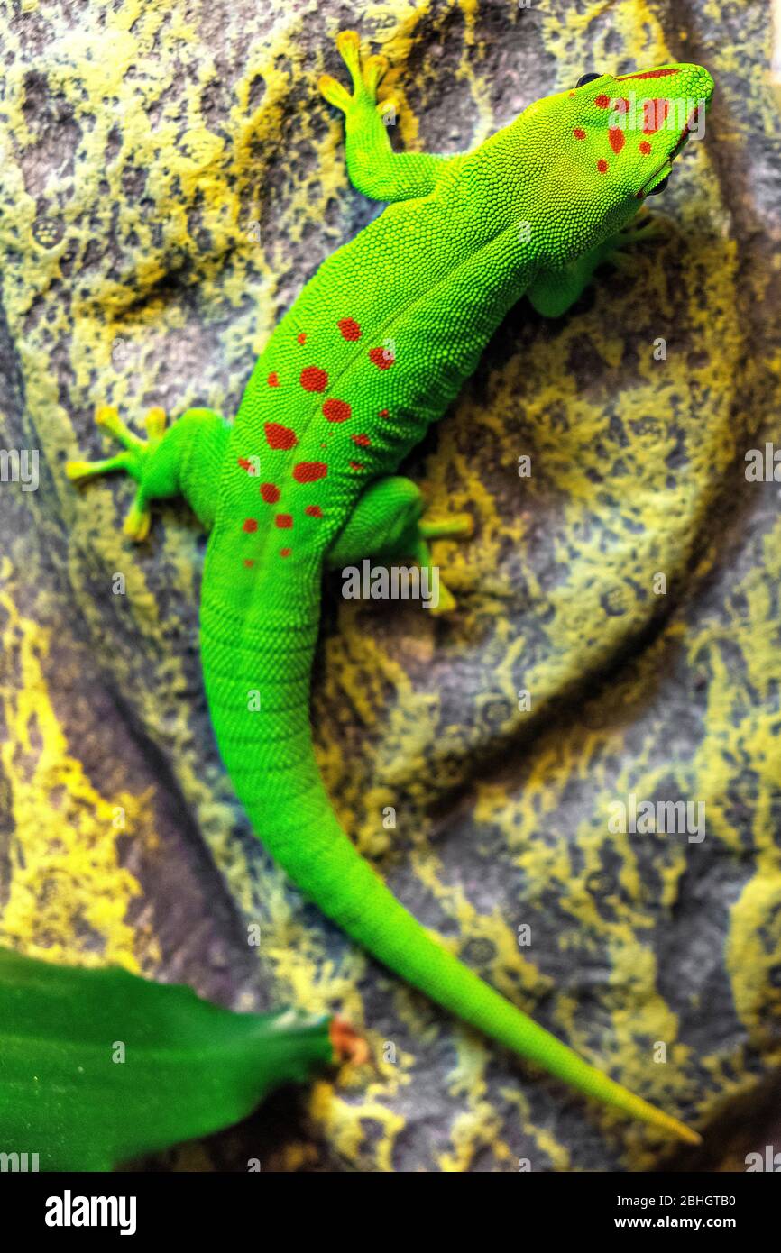 Single Madagascar Giant Day Gecko - latin Phelsuma grandis - diurnal arboreal lizard natively inhabiting tropical forest of Madagascar, in zoo Stock Photo