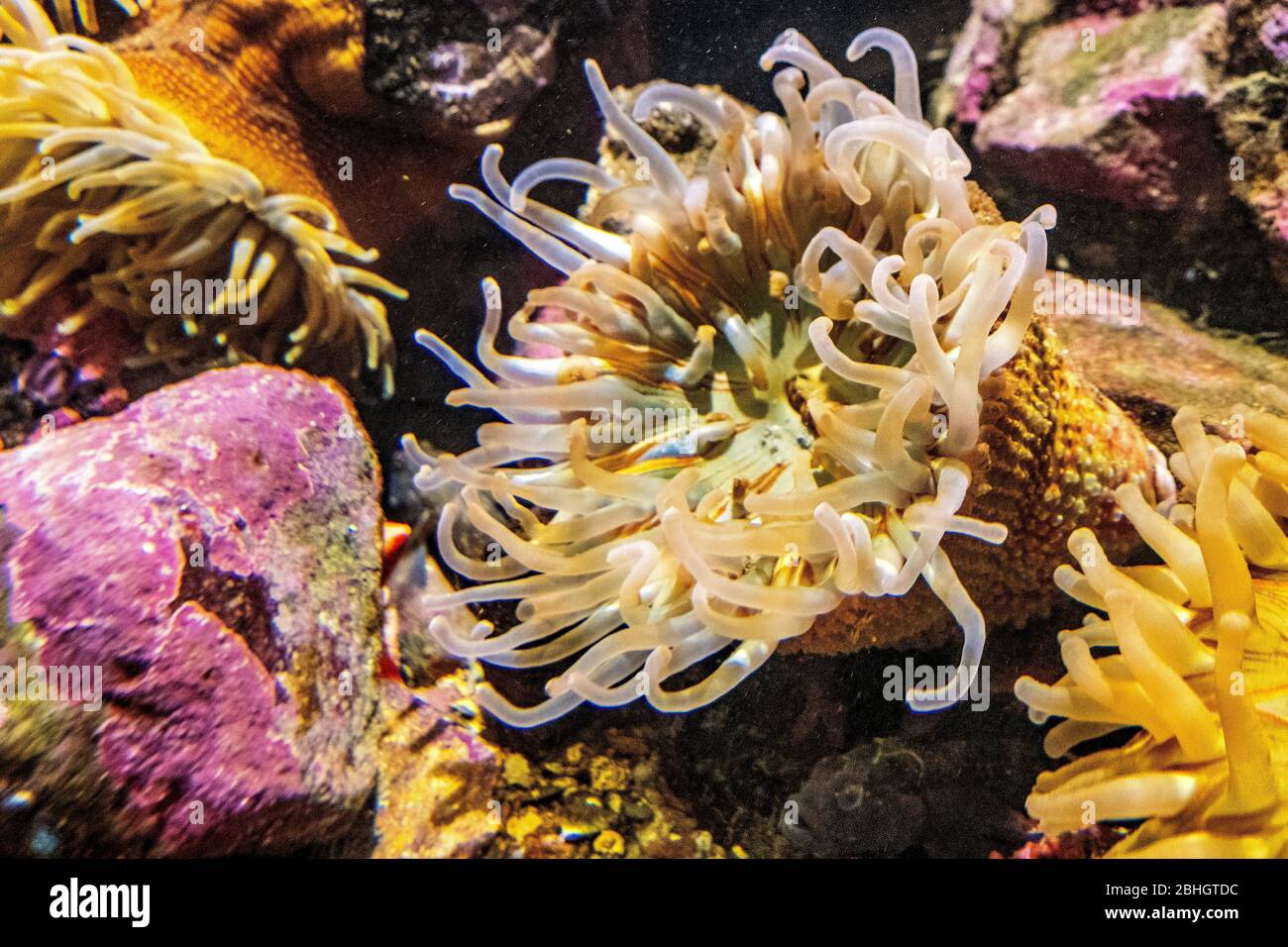 Single Norwegian Sea Anemone - latin Actiniarnia - inhabiting seashore coastal waters Norway, in an zoological garden marine aquarium Stock Photo