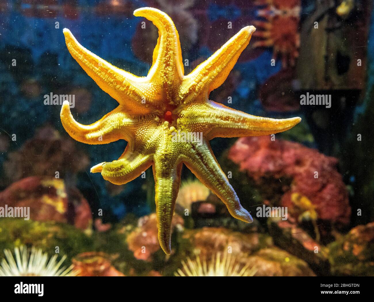 Single Red Sunstar - latin Crossaster papposus - known also Red Sea Star, inhabiting northern