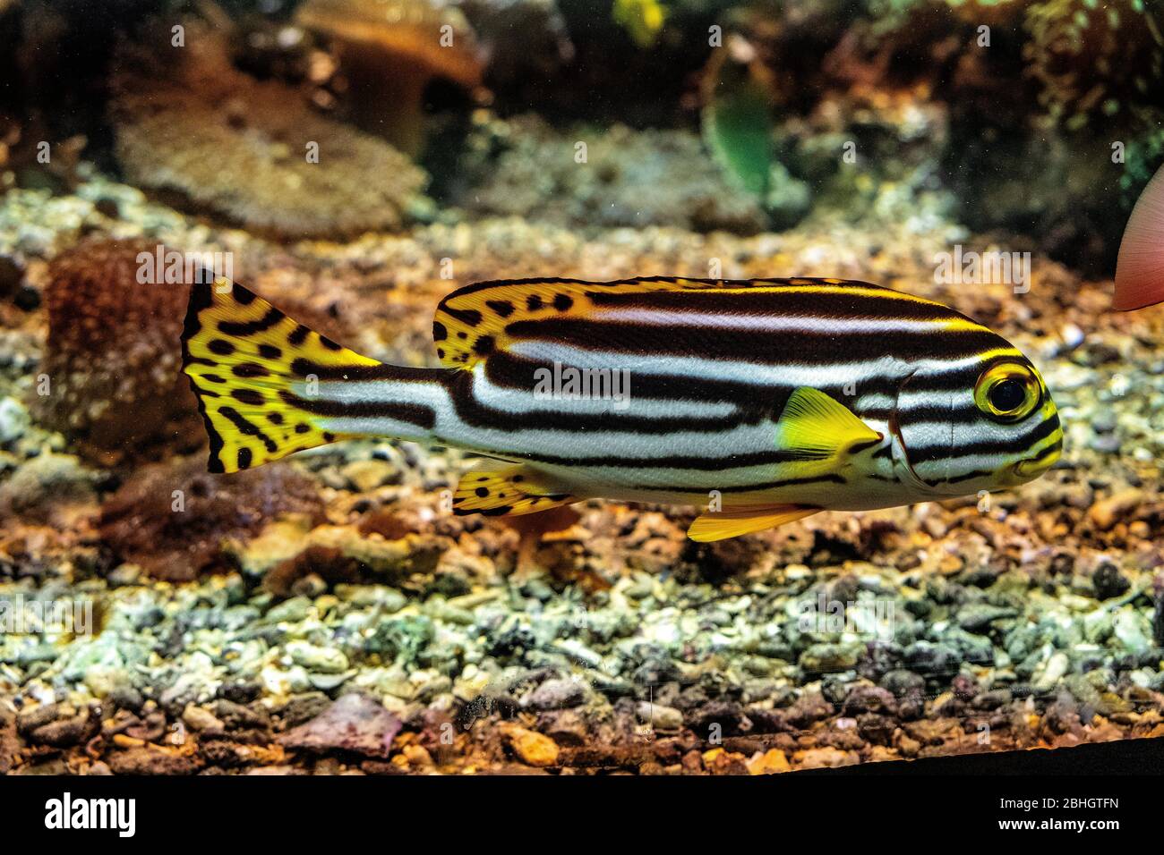 Zoo fish hi-res stock photography and images - Alamy