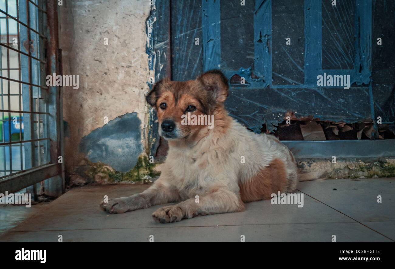 Sad Animal Rescues Sad dog in shelter waiting to be rescued and adopted to new home ...