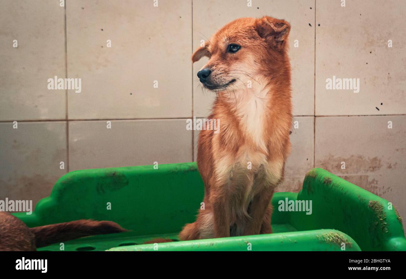 Sad Animal Rescues Sad dog in shelter waiting to be rescued and adopted to new home ...