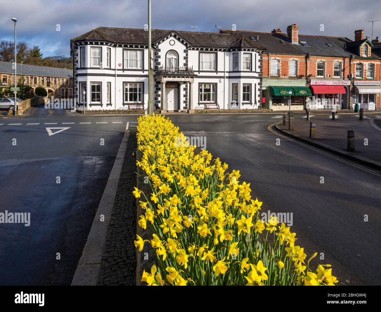 A display of daffodils in Newton Road leads to the Dolphin Hotel, a