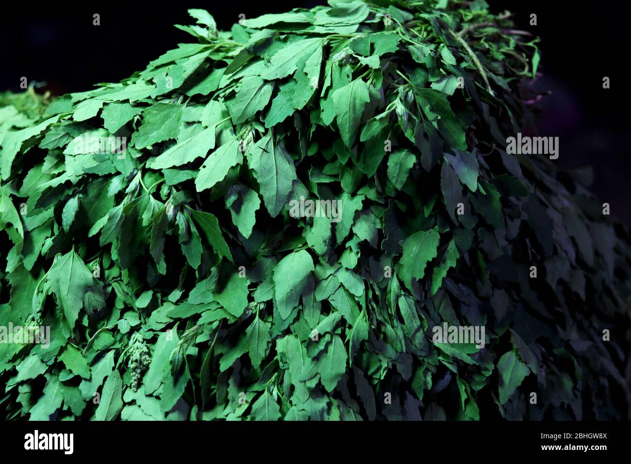 Bathua leafy vegetable for sale in market. Stock Photo
