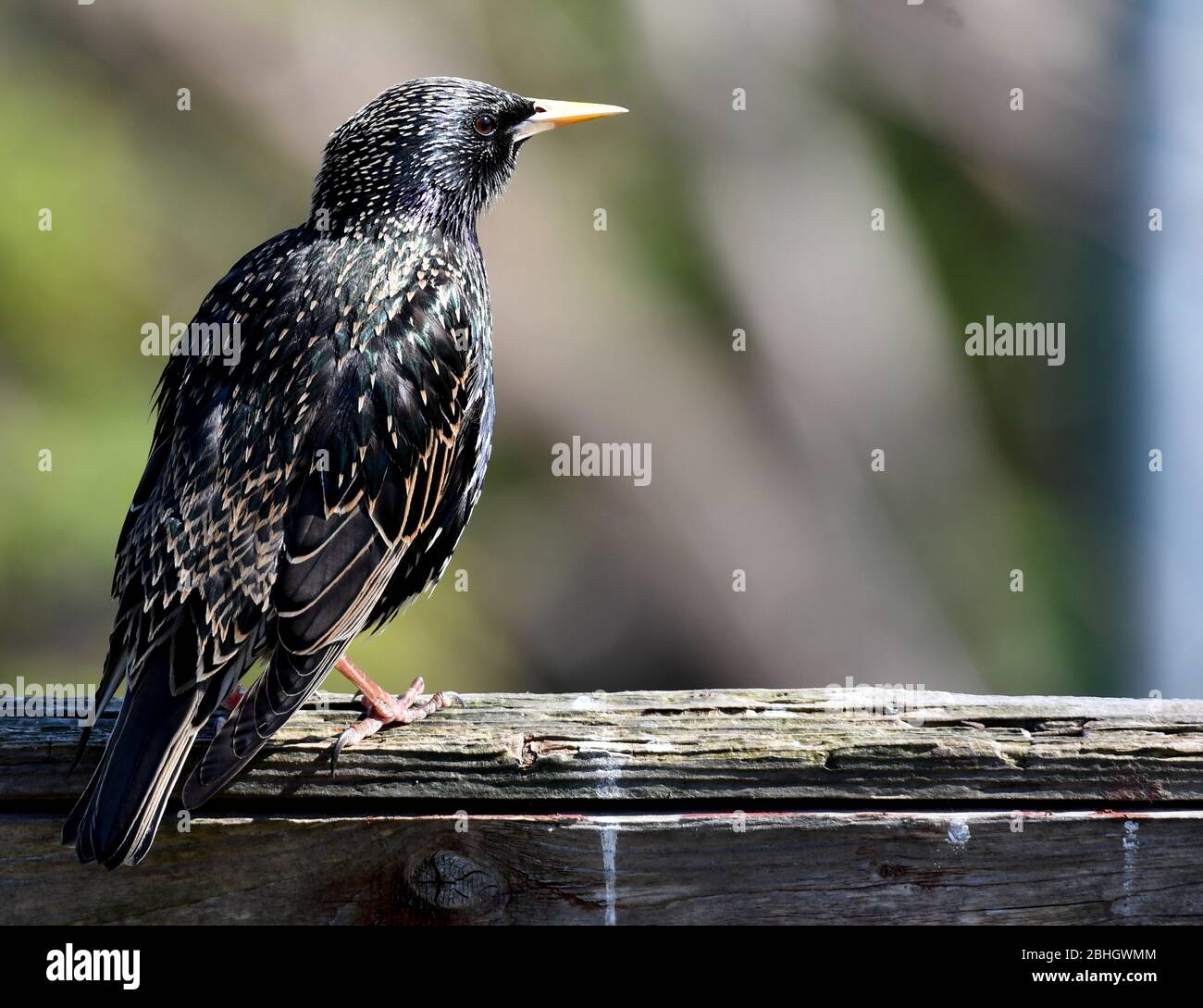 Starling Stock Photo