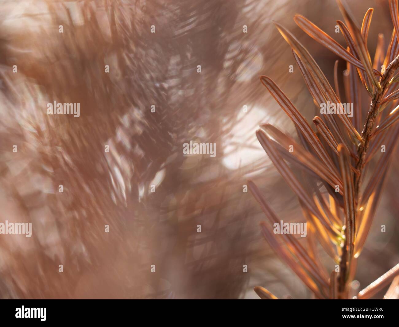 Blurry needles branches in the forest. Broken dry needles. Amazing ...