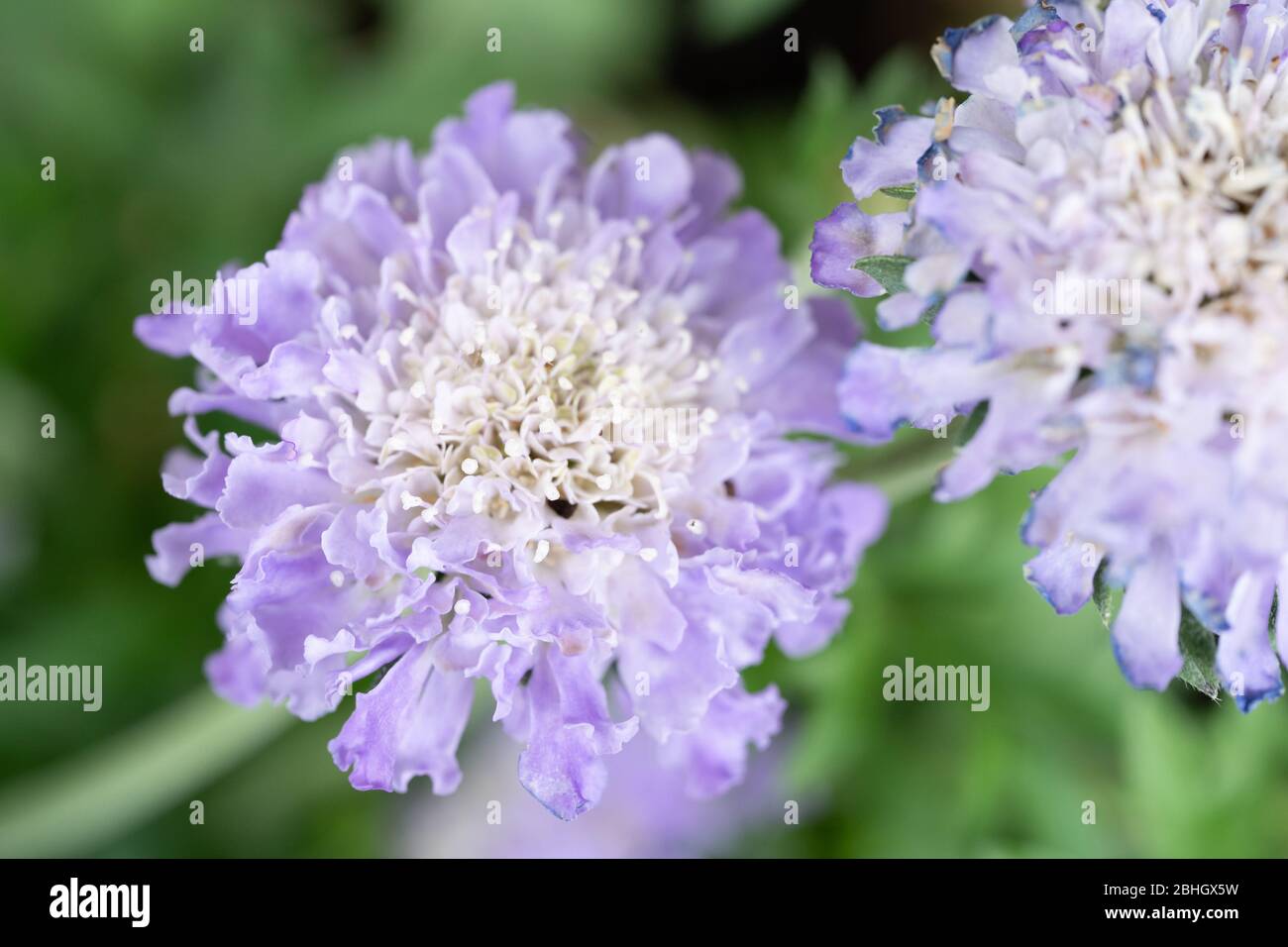 Close-up / macro photograph of Scabious / Scabiosa / pincushion flowers in a UK garden with a shallow depth of field and blurred background / bokeh Stock Photo