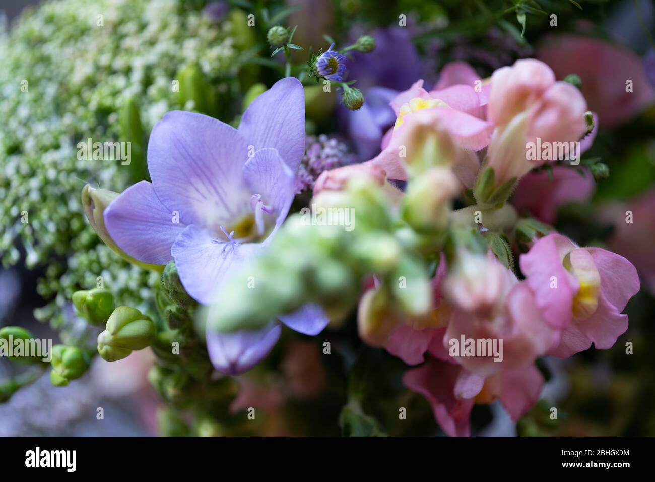 Close-up / macro photograph of freesia and snapdragon flowers in a UK garden with a shallow depth of field and blurred background / bokeh Stock Photo