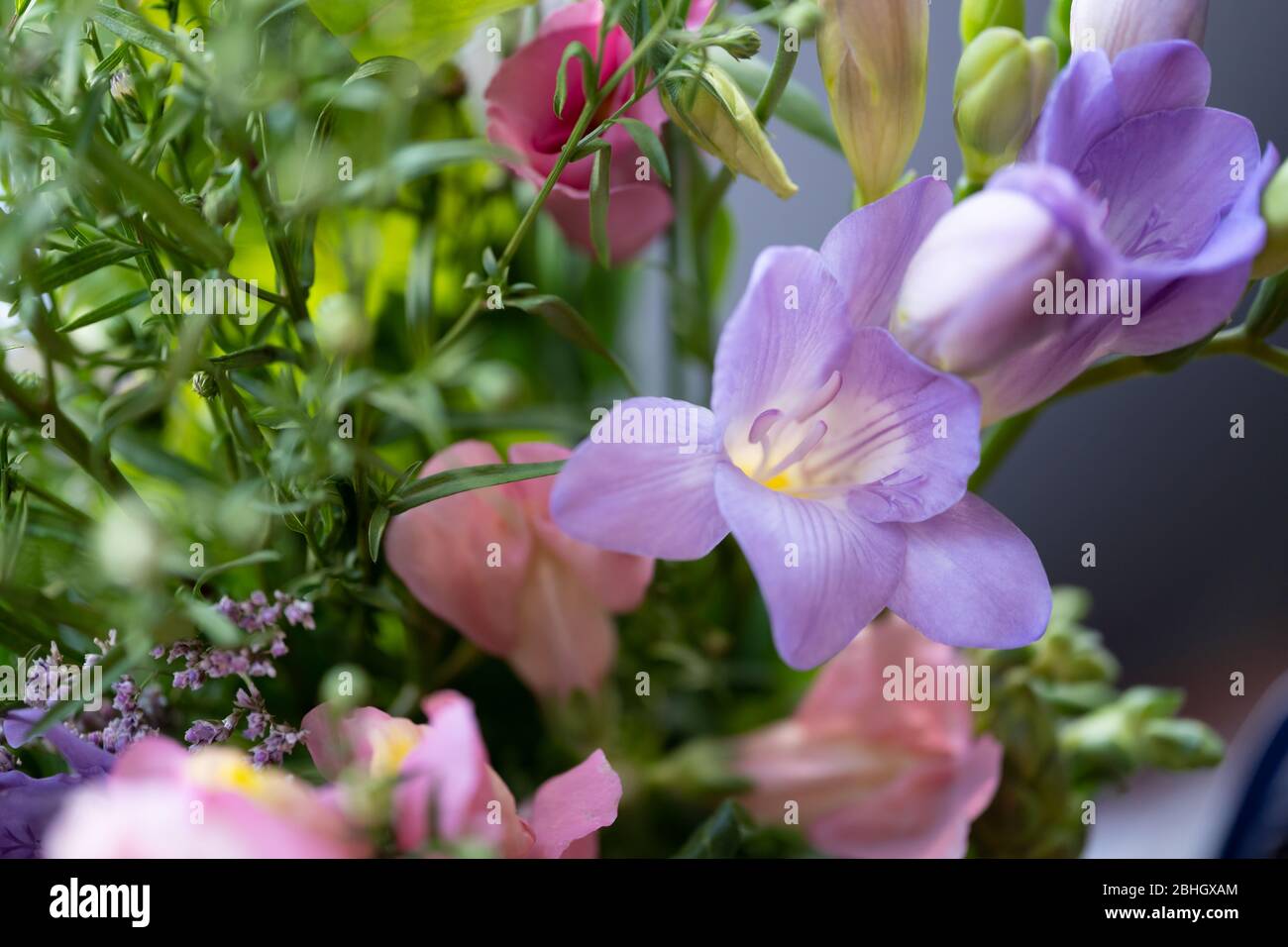 Close-up / macro photograph of purple freesia flowers in a UK garden with a shallow depth of field and blurred background / bokeh Stock Photo